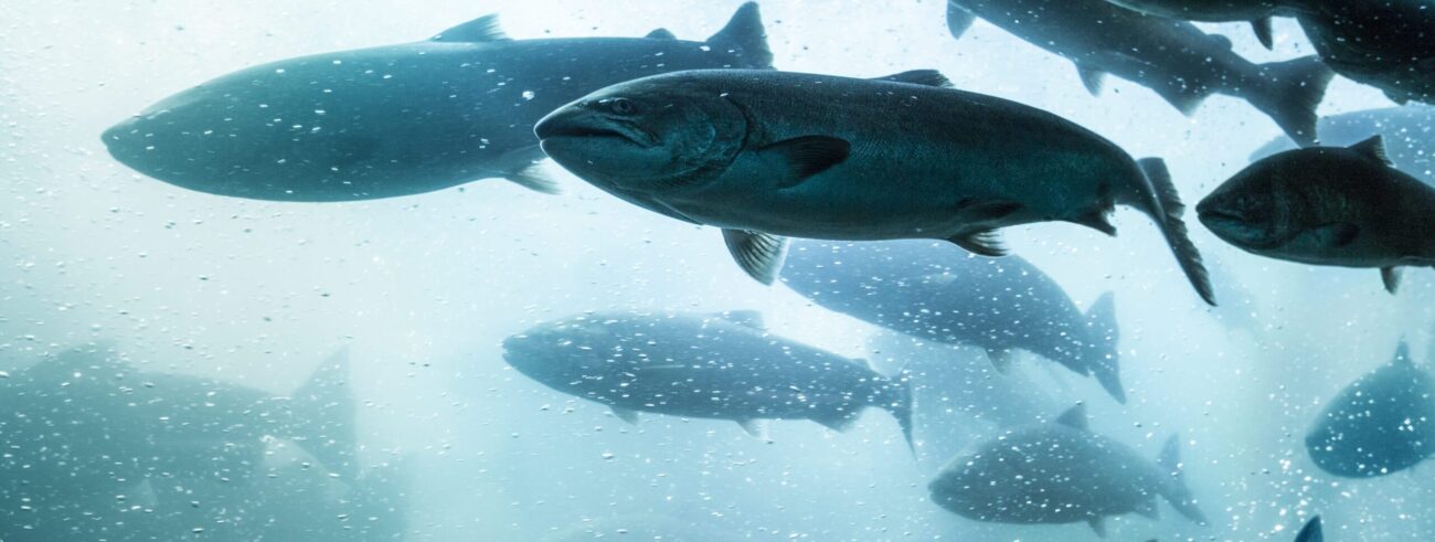 Salmon School Underwater.